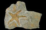 Fossil Starfish (Petraster?) & Edrioasteroids - Morocco #141884-1